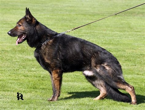 Jinopo kennels reviews - Male for sale IMPORTED CZECH GSD FROM THE FAMOUS JINOPO CZ Sent by VMontalvao82 United States ←→ Posted from Updated: Nov 29, 2022 05:10 PM (inserted 6 months ago) -> 14304Czech, Slovak, DDR, East German, pet, security, k9,k-9, z pohranicni straze DOGs, PUPPIES, pups FOR SALE- Male for sale IMPORTED CZECH GSD FROM THE FAMOUS JINOPO CZ Sent by VMontalvao82 United States ←→ Posted from Updated: Nov 29, 2022 05:10 PM (inserted 6 months ago) -> 14361Our kennels are located in Melnik, Czech Republic in beautiful Central Bohemian region with a short distance from the capital city of Prague and Internation Prague Ruzyne Airport (PRG)